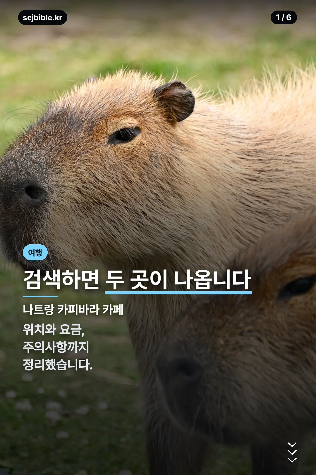 나트랑 카피바라 카페 표지