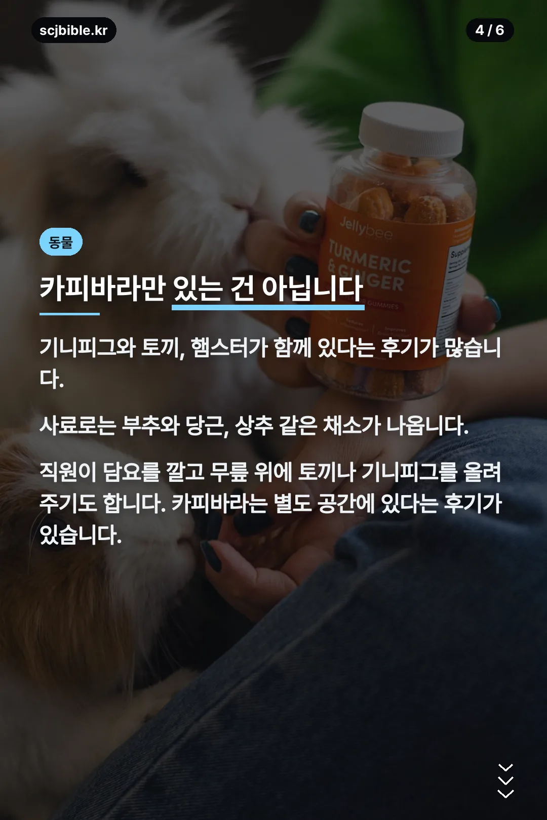 함께 있는 동물