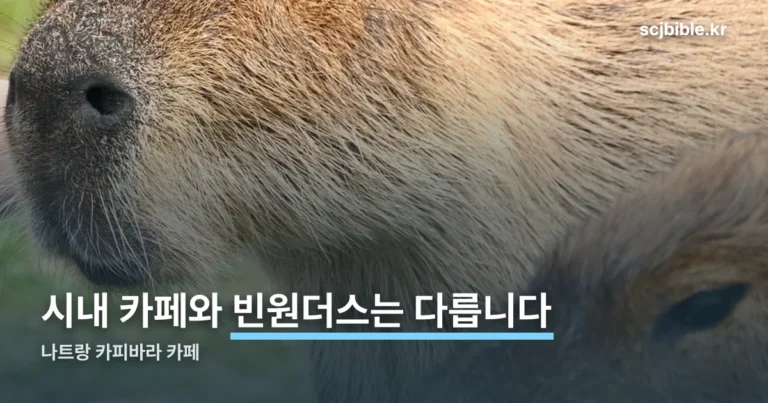 나트랑 카피바라 카페 — 시내 카페와 빈원더스는 다른 곳입니다