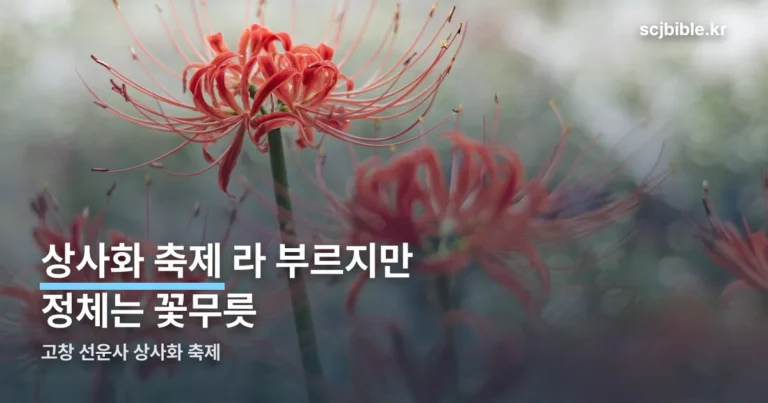 고창 선운사 상사화 축제 — 축제 아닌 꽃무릇 개화 시기로 잡으세요