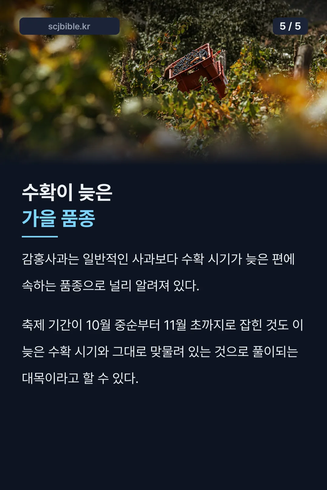 늦게 수확하는 가을 품종