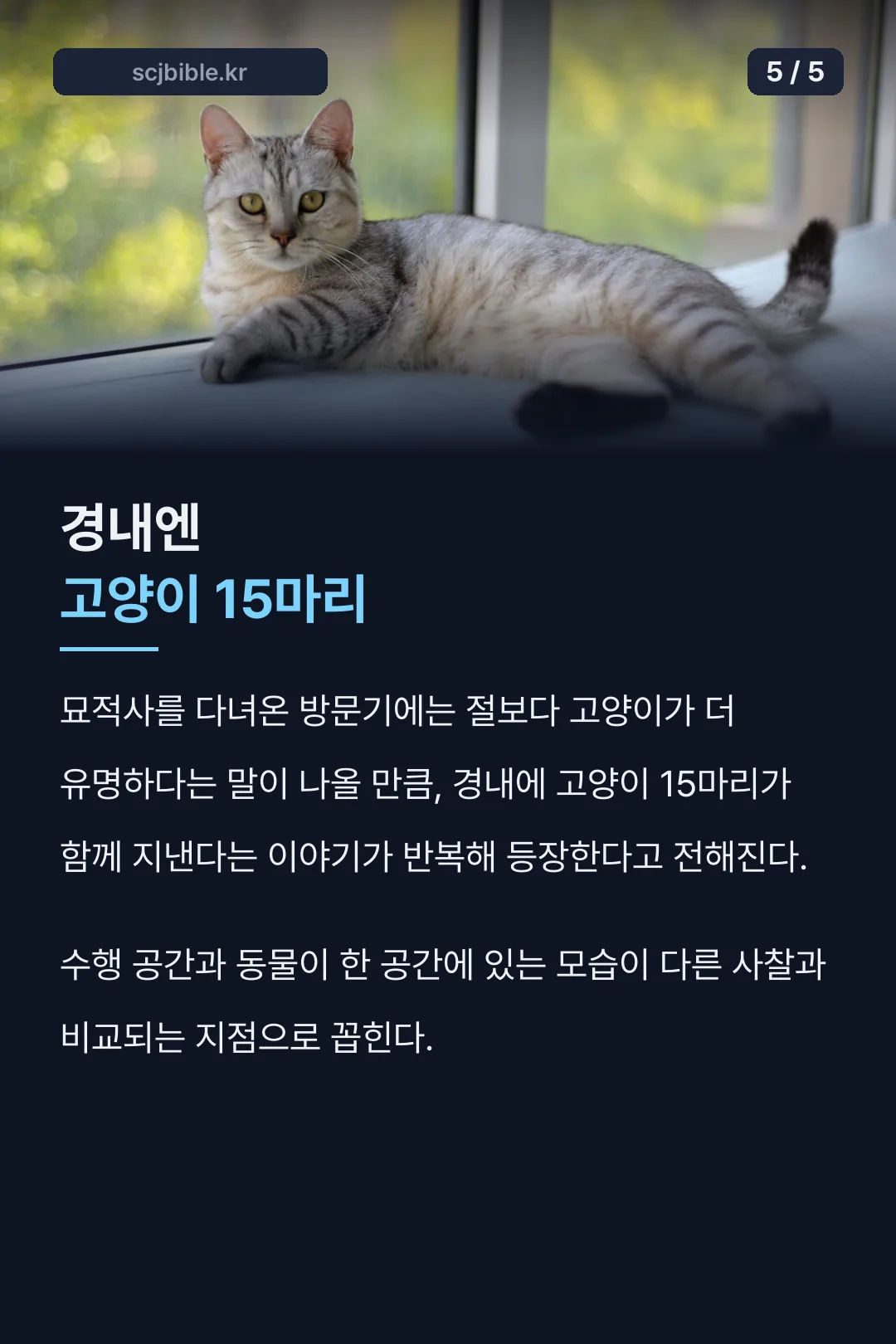 경내 고양이 15마리 이야기