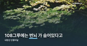 내장산 단풍터널 — 108그루의 의미와 2026년 절정 날짜