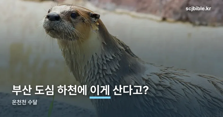 온천천 수달 정리 썸네일