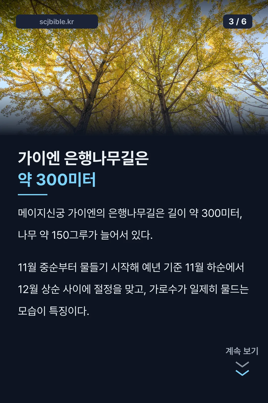 메이지신궁 은행나무길 기록